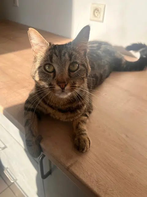 chatte found    Cergy Mina