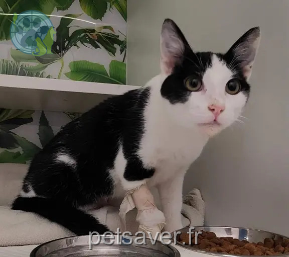 Chatte Trouvée 95 Val-d'Oise - Youna Chatte Trouvée 95 Val-d'Oise - Youna