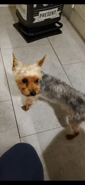 hond vermist 01600 Massieux Baloo hond lost 01600 Massieux Baloo