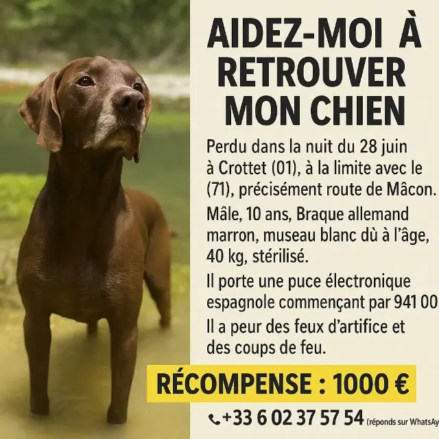 chien perdu Crottet Bronka chien lost Crottet Bronka