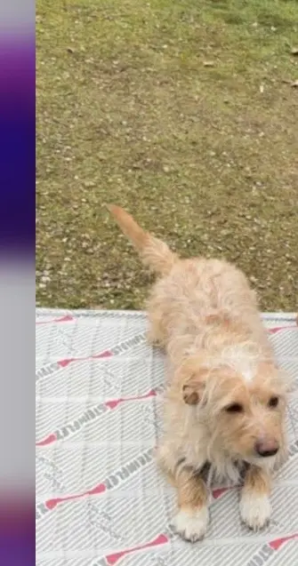 chien lost   01090 Montmerle-sur-Saône Carnage