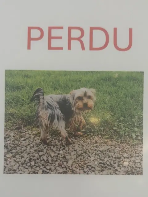chien lost   01000 Bourg-en-Bresse Conny