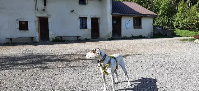 chien lost   01630 Péron Copy