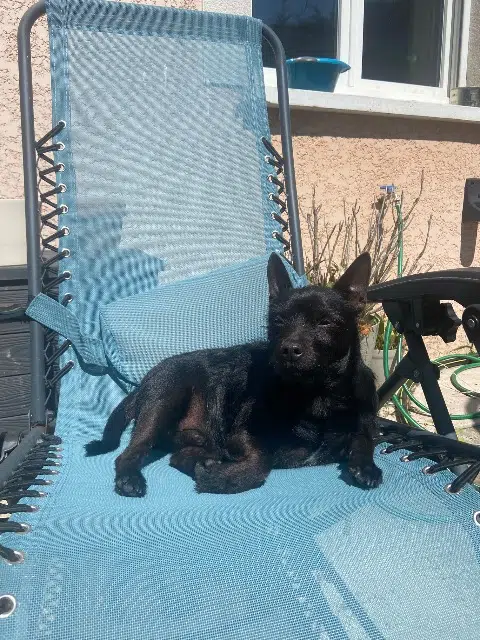 chien lost   01390 Saint-André-de-Corcy Django