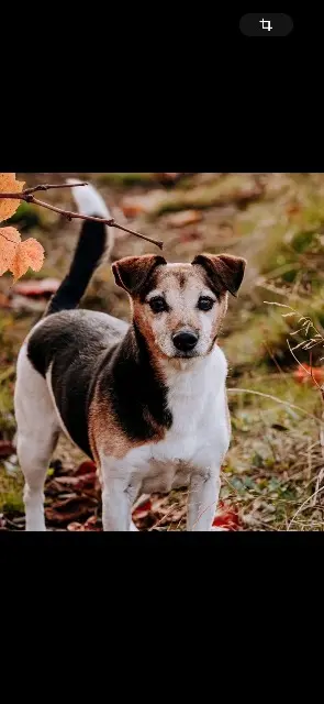 chien lost   01090 Lurcy Kiss