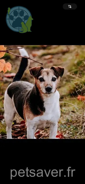 Hund vermisst 01090 Lurcy Kiss Hund lost 01090 Lurcy Kiss