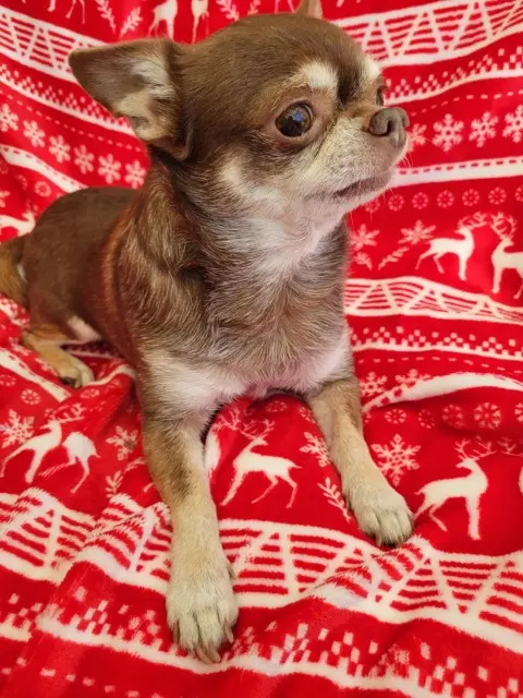 chien lost   01960 Péronnas Luigi