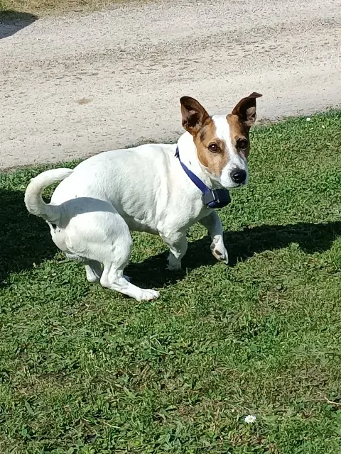 chien lost   01480  Nuts