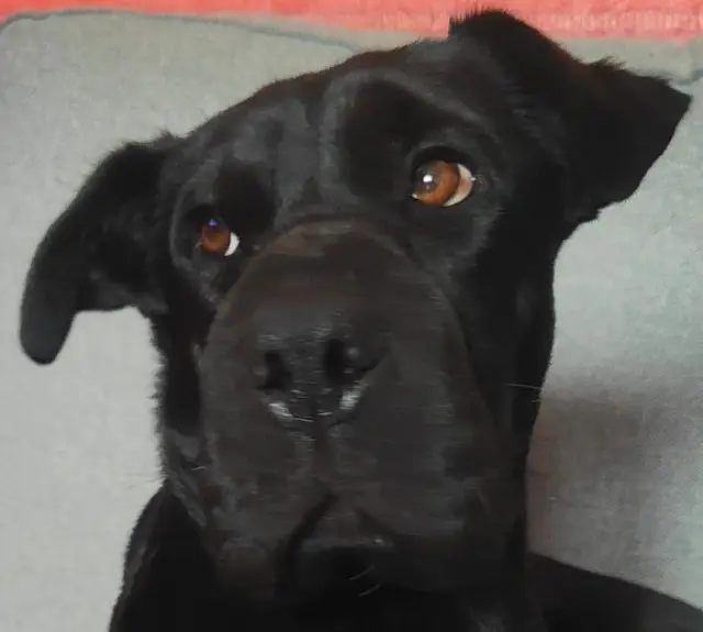 chien lost   01600 Massieux Popy