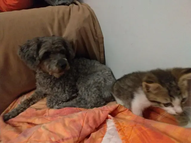 chien lost   01140 Saint-Étienne-sur-Chalaronne POUDZY