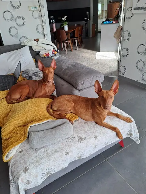 chien lost   01190 Pont-de-Vaux Rollo et vasco