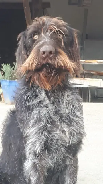 chien lost   01290 Bey Sako