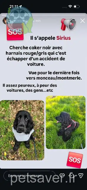 cane lost   01090 Montceaux Sirius