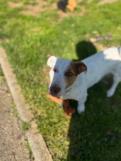chien lost   01100 Bellignat Slash