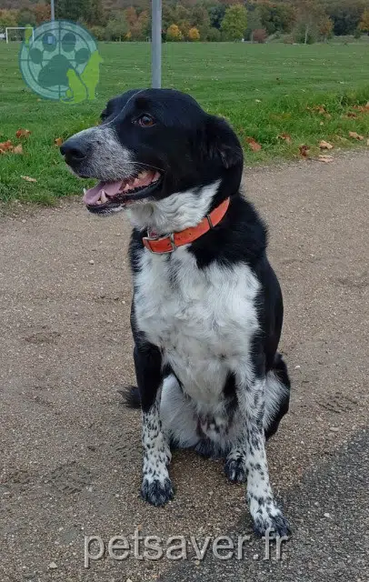 cane lost   01000 Bourg-en-Bresse Sons