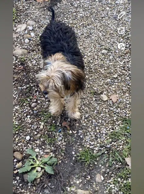 chien lost   01000 Bourg-en-Bresse Toupetit