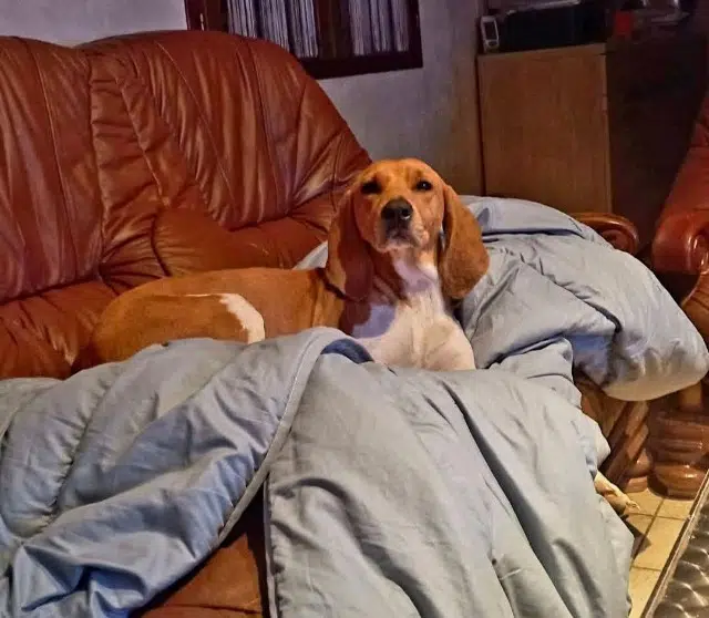 chien lost   01100 Oyonnax Urika