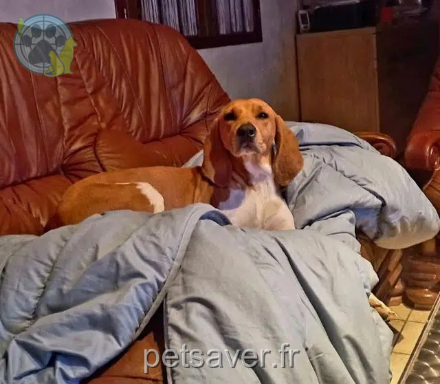 chien perdu 01100 Oyonnax Urika chien lost 01100 Oyonnax Urika