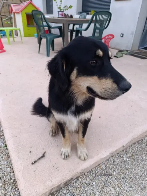 chien lost   01310 Saint-Rémy Zouma