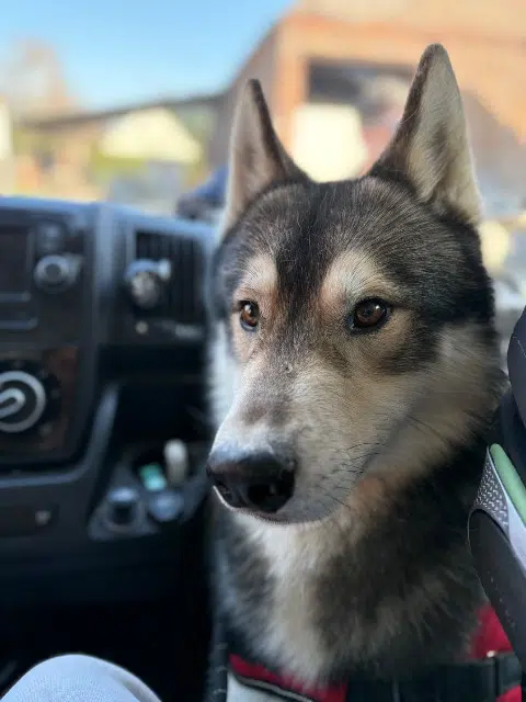 chien lost   02400 Château-Thierry Alpha