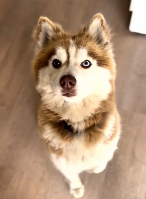 chien lost   02390 Origny-Sainte-Benoite Kuma