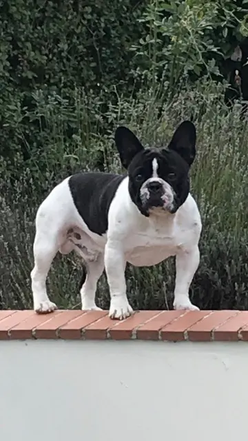 chien lost   02800 Achery Max
