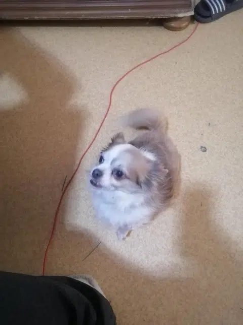 chien lost   02110 Bohain-en-Vermandois Mojito