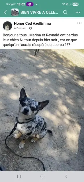 chien lost   02480 Ollezy Nutella