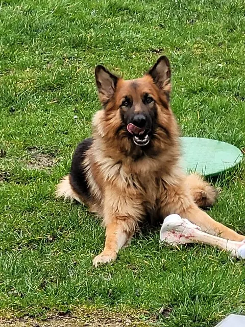 chien lost   02700 Frières-Faillouël Oneil