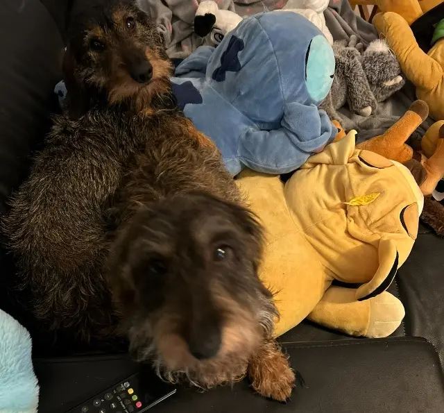 chien lost   02110 Brancourt-le-Grand Oprah et Urple