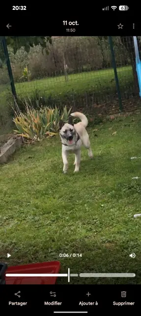 chien lost   02870 Crépy Pacco