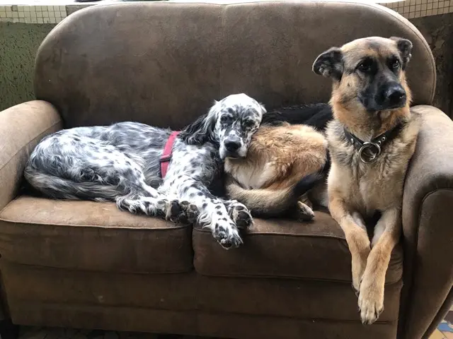 chien lost   02120 Vadencourt Phara et jaspzr