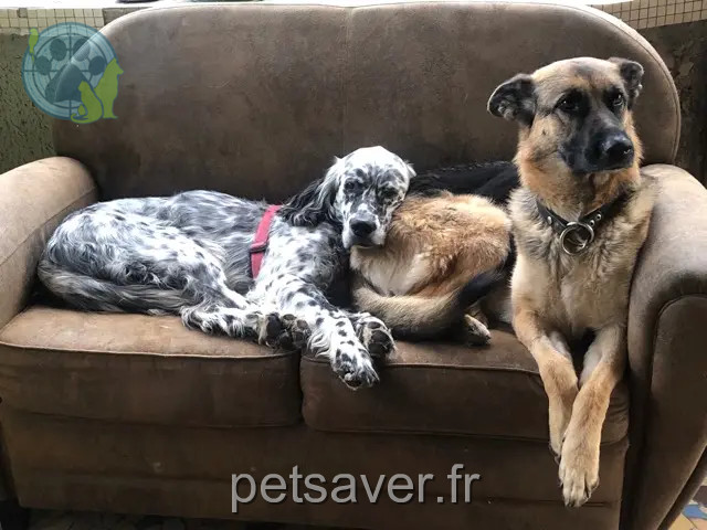 perro perdido 02120 Vadencourt Phara et jaspzr perro lost 02120 Vadencourt Phara et jaspzr