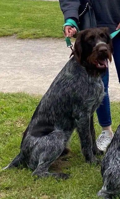 chien lost   02300 Bichancourt Ulko