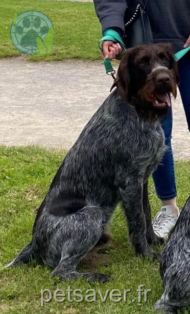 dog lost 02300 Bichancourt Ulko dog lost 02300 Bichancourt Ulko