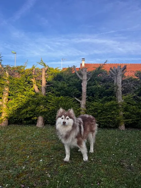 Hund lost   02600 Villers-Cotterêts Usko