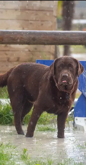chien lost   02160 La Ville-aux-Bois-lès-Pontavert Vincent