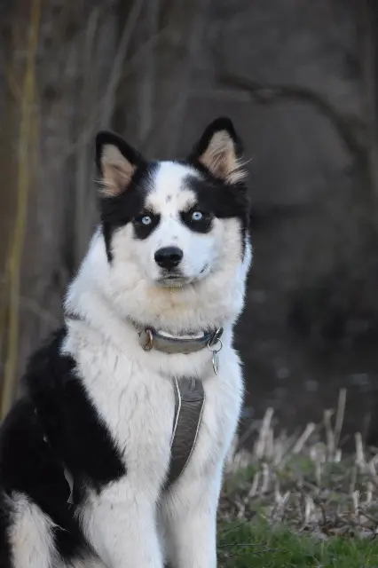 chien lost   02690 Urvillers Vitto
