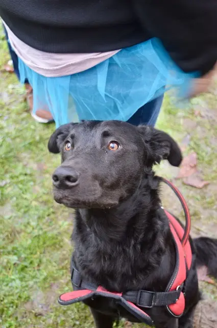 chien lost   03120 Le Breuil Baky