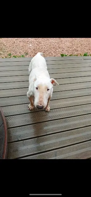 chien lost   03420 Ronnet Bubul