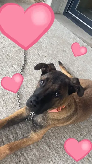 chien lost   03500 Saint-Pourçain-sur-Sioule Chtavo