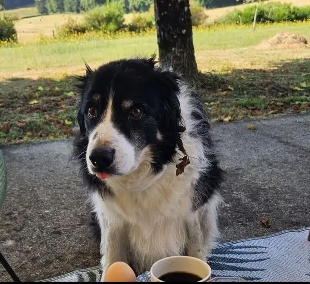 chien lost   03200 Abrest Harry