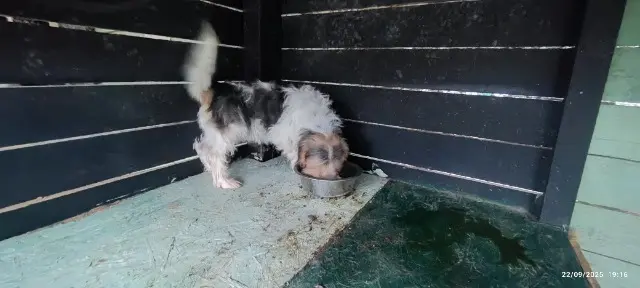 chien lost   03200 Abrest Lascard