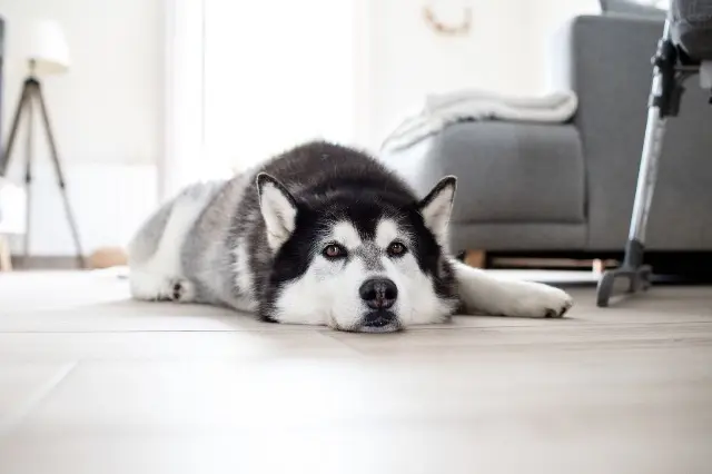 chien lost   03260 Saint-Germain-des-Fossés Tiago