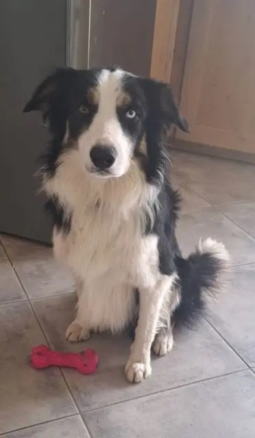 chien lost   03220 Cindré Tokyo