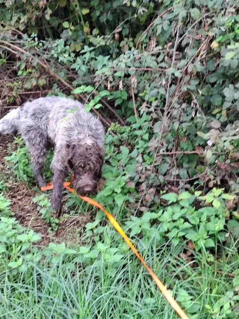 chien lost   03220 Saint-Léon Topgun