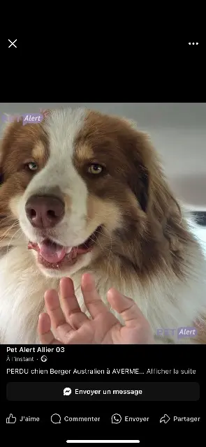 chien lost   03000 Avermes Uno