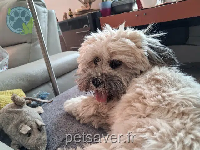 cane lost   04180 Villeneuve Athos