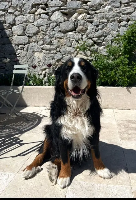 chien lost   04150 Simiane-la-Rotonde Balou