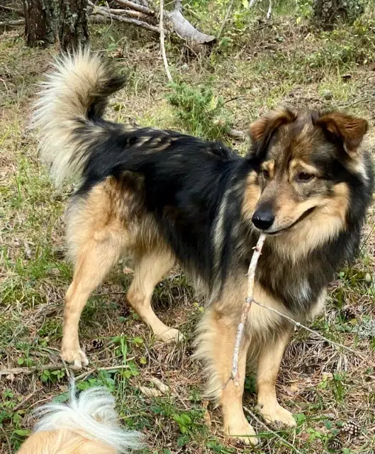 chien lost   04420 Beaujeu Chouette